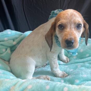 Twyla -  Mixed Breed Dog for Adoption in Canal Winchester, Ohio - Twyla | PetCurious
