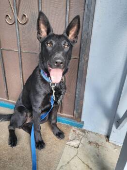 Susi -  German Shepherd Dog Dog for Adoption in Burbank, California - Susi | PetCurious