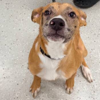 Espresso -  Mixed Breed Dog for Adoption in Indianapolis, Indiana - Espresso | PetCurious