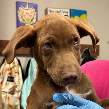 Scrappy -  Mixed Breed Dog for Adoption in Yuma, Arizona - Scrappy | PetCurious