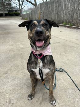 Dutch Shepherd and Black Mouth Cur Dogs Available for Adoption in Muskego, Wisconsin - Sasha The Sweet And Friendly Shepherd Mix | PetCurious