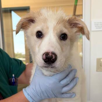 Bartley -  Australian Shepherd and Great Pyrenees Dog for Adoption in Nashville, Tennessee - Bartley | PetCurious