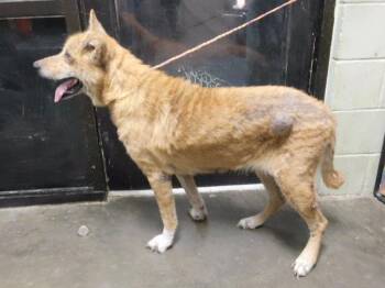 STROMBOLI -  German Shepherd Dog and Mixed Breed Dog for Adoption in Tulsa, Oklahoma - STROMBOLI | PetCurious