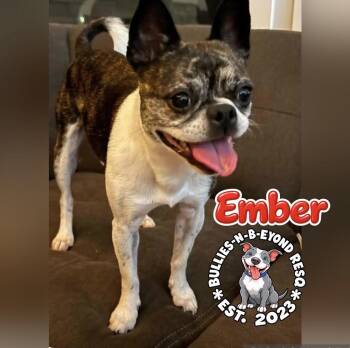 Ember -  Boston Terrier and Pug Dog for Adoption in Omaha, Nebraska - Ember | PetCurious