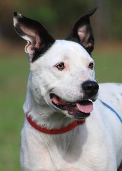 Thyme -  Hound Dog for Adoption in North Fort Myers, Florida - Thyme | PetCurious