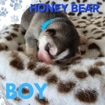 Pre-adoption Honey Bear for adoption -  Husky and Shepherd Dog for Adoption in Los Angeles, California - Pre-adoption Honey Bear For Adoption | PetCurious