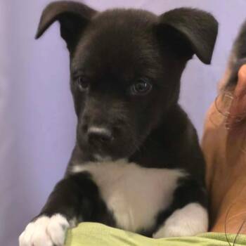 Snoop Dogg -  Mixed Breed Dog for Adoption in Fredericksburg, Virginia - Snoop Dogg | PetCurious