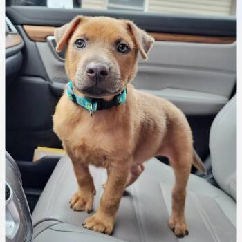 Nikos -  Hound and Mixed Breed Dog for Adoption in Shorewood, Illinois - Nikos | PetCurious