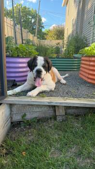 Zadie -  Saint Bernard Dog for Adoption in Hillside, Illinois - Zadie | PetCurious