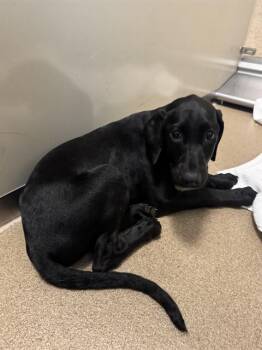 ATHENA -  Doberman Pinscher and Mixed Breed Dog for Adoption in Sacramento, California - ATHENA | PetCurious