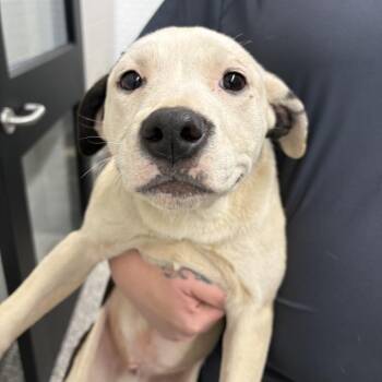Pit Bull Terrier Dogs Available for Adoption in Morganton, North Carolina - Vincent Van Dog | PetCurious