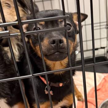 Espresso -  Miniature Pinscher and Chihuahua Dog for Adoption in Trenton, New Jersey - Espresso | PetCurious