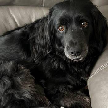 Teddy -  Spaniel Dog for Adoption in Winston-salem, North Carolina - Teddy | PetCurious
