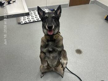 KARMA JEAN -  Belgian Shepherd Malinois Dog for Adoption in Ocala, Florida - KARMA JEAN | PetCurious