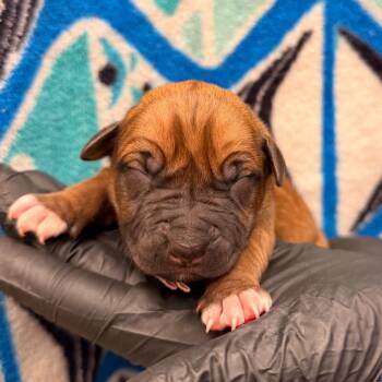 Mixed Breed Dogs Available for Adoption in West Palm Beach, Florida - Starla | PetCurious