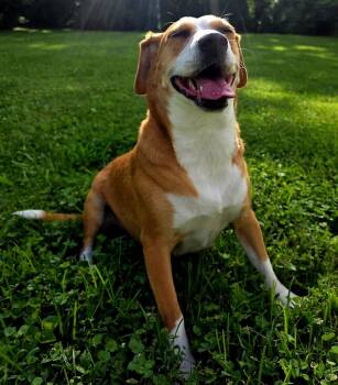 MILA -  Beagle Dog for Adoption in Franklin, Tennessee - MILA | PetCurious