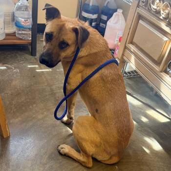 Mixed Breed Dogs Available for Adoption in Corinth, Mississippi - Mason | PetCurious