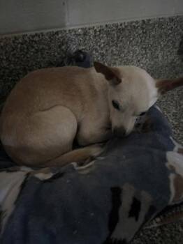 26-596 Reginald -  Chihuahua and Mixed Breed Dog for Adoption in Barnesville, Georgia - 26-596 Reginald | PetCurious