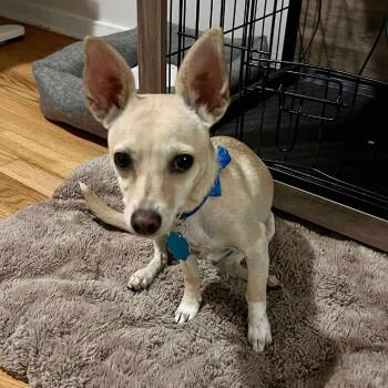 Rescue Chihuahua and Mixed Breed Dogs for Adoption in Milwaukee, Wisconsin - Pulguita $450 | PetCurious