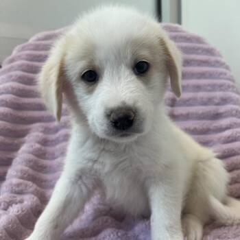 Bread -  Cattle Dog and Mixed Breed Dog for Adoption in Salt Lake City, Utah - Bread | PetCurious