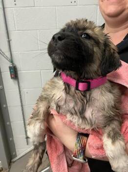 Great Pyrenees Dogs Available for Adoption - Nimba (Pink) | PetCurious