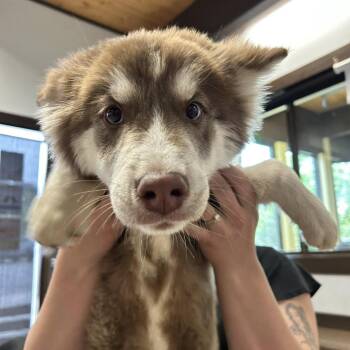 Husky Dogs Available for Adoption in Durango, Colorado - Winnie | PetCurious
