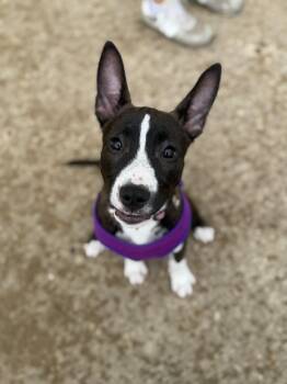 Ducky -  Terrier Dog for Adoption in Mineral Point, Wisconsin - Ducky | PetCurious