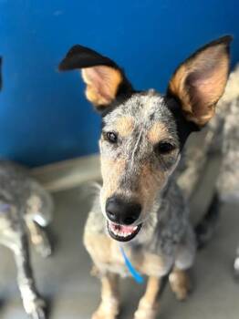 A256385 -  Australian Cattle Dog Blue Heeler and Mixed Breed Dog for Adoption in Visalia, California - A256385 | PetCurious