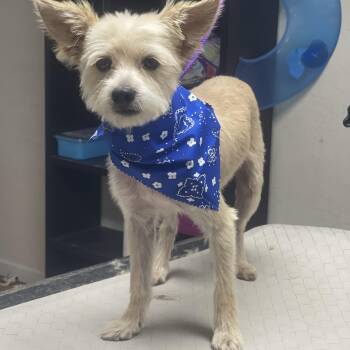 Oso -  Shih Poo and Maltipoo Dog for Adoption in Fresno, California - Oso | PetCurious