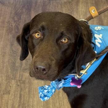 Astrid Valley -  Labrador Retriever Dog for Adoption in Fort Worth, Texas - Astrid Valley | PetCurious