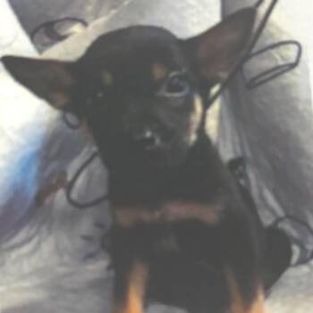 Violet -  Labrador Retriever and Shepherd Dog for Adoption - Violet | PetCurious