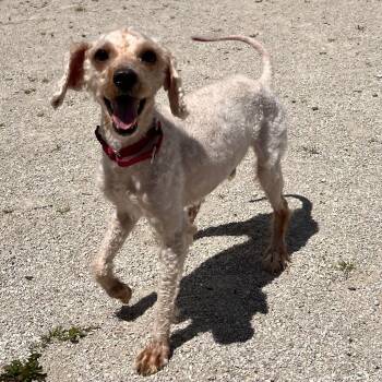 Milosh -  Miniature Poodle Dog for Adoption in Plainfield, Illinois - Milosh | PetCurious