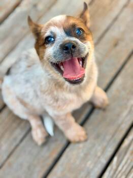 Bubbles -  Australian Cattle Dog Blue Heeler Dog for Adoption in Paso Robles, California - Bubbles | PetCurious