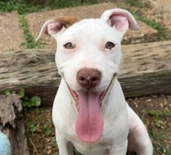Lainey Lionheart -  American Bulldog Dog for Adoption in Andover, Massachusetts - Lainey Lionheart | PetCurious