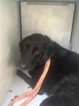CHAROLLETE -  Labrador Retriever Dog for Adoption in Houston, Texas - CHAROLLETE | PetCurious
