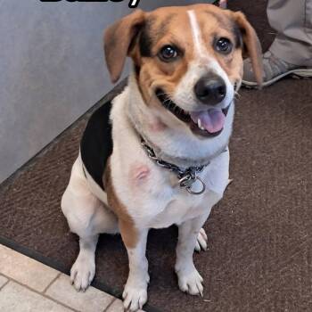 Bailey -  Beagle Dog Available for Adoption in Hollister, Missouri - Bailey | PetCurious