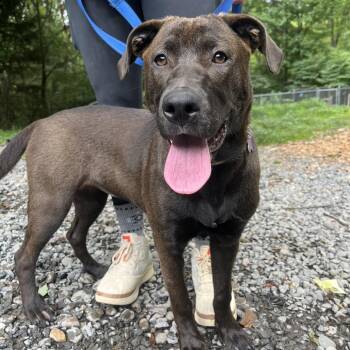 Darla -  Labrador Retriever and Mixed Breed Dog for Adoption in Hopkinton, Massachusetts - Darla | PetCurious
