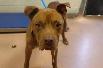 Rescue Mixed Breed Dogs for Adoption in Columbia, South Carolina - CAPONE | PetCurious
