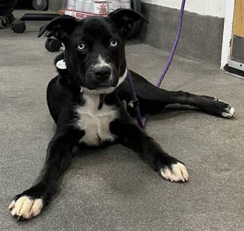 KNIGHT -  Siberian Husky and Mixed Breed Dog for Adoption - KNIGHT | PetCurious