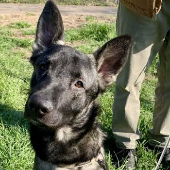 German Shepherd Dog Dogs Available for Adoption -  Smokey | PetCurious