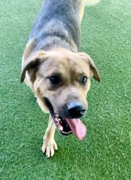 Shepherd Dogs Available for Adoption in Grass Valley, California - Norman | PetCurious