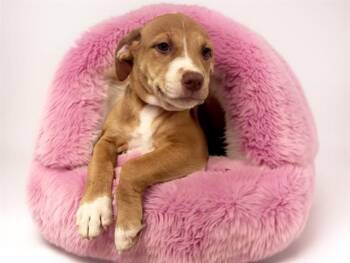 CALLIE -  Labrador Retriever and Mixed Breed Dog for Adoption in Fort Lauderdale, Florida - CALLIE | PetCurious