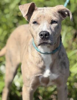 JUNIE B -  American Staffordshire Terrier and Australian Shepherd Dog for Adoption in Canfield, Ohio - JUNIE B | PetCurious