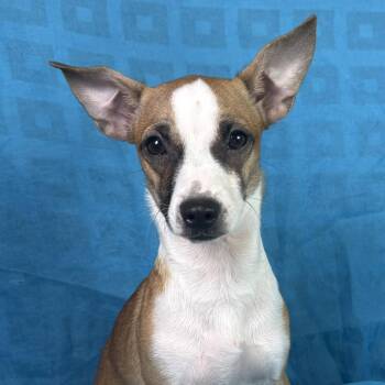Toffee -  Chihuahua and Rat Terrier Dog for Adoption in Hondo, Texas - Toffee | PetCurious