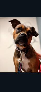 Mauve -  Boxer and Pug Dog for Adoption in Lewis Center, Ohio - Mauve | PetCurious