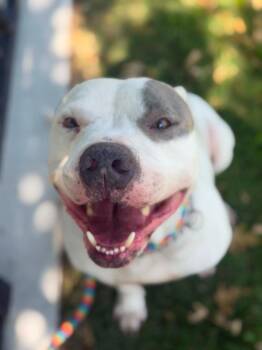 Weston -  Pit Bull Terrier Dog for Adoption in Austin, Texas - Weston | PetCurious