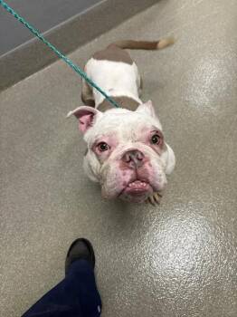 TANK -  English Bulldog Dog for Adoption in Las Vegas, Nevada - TANK | PetCurious