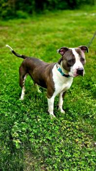 Mixed Breed Dogs Available for Adoption in Harrodsburg, Kentucky - Champ | PetCurious