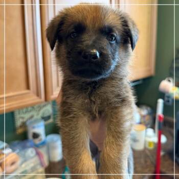 Wyatt Earp -  Belgian Shepherd Malinois Dog for Adoption in Chandler, Arizona - Wyatt Earp | PetCurious