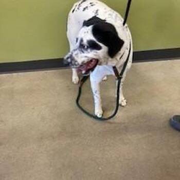 YORK-Stray-16236 -  Mixed Breed and Cattle Dog Dog for Adoption in York, Pennsylvania - YORK-Stray-16236 | PetCurious